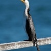 Kormoran cernobily - Microcarbo melanoleucos - Little Pied Cormorant o3758